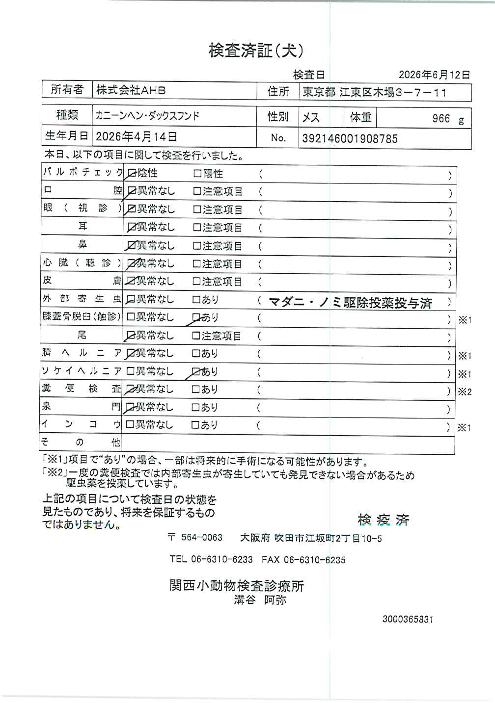 カニーンヘン・ダックスフンド