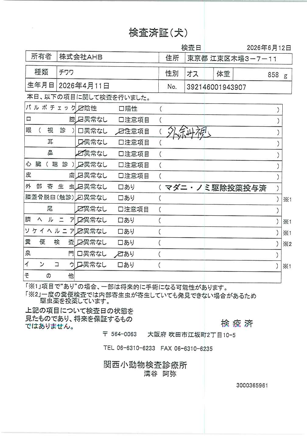チワワ