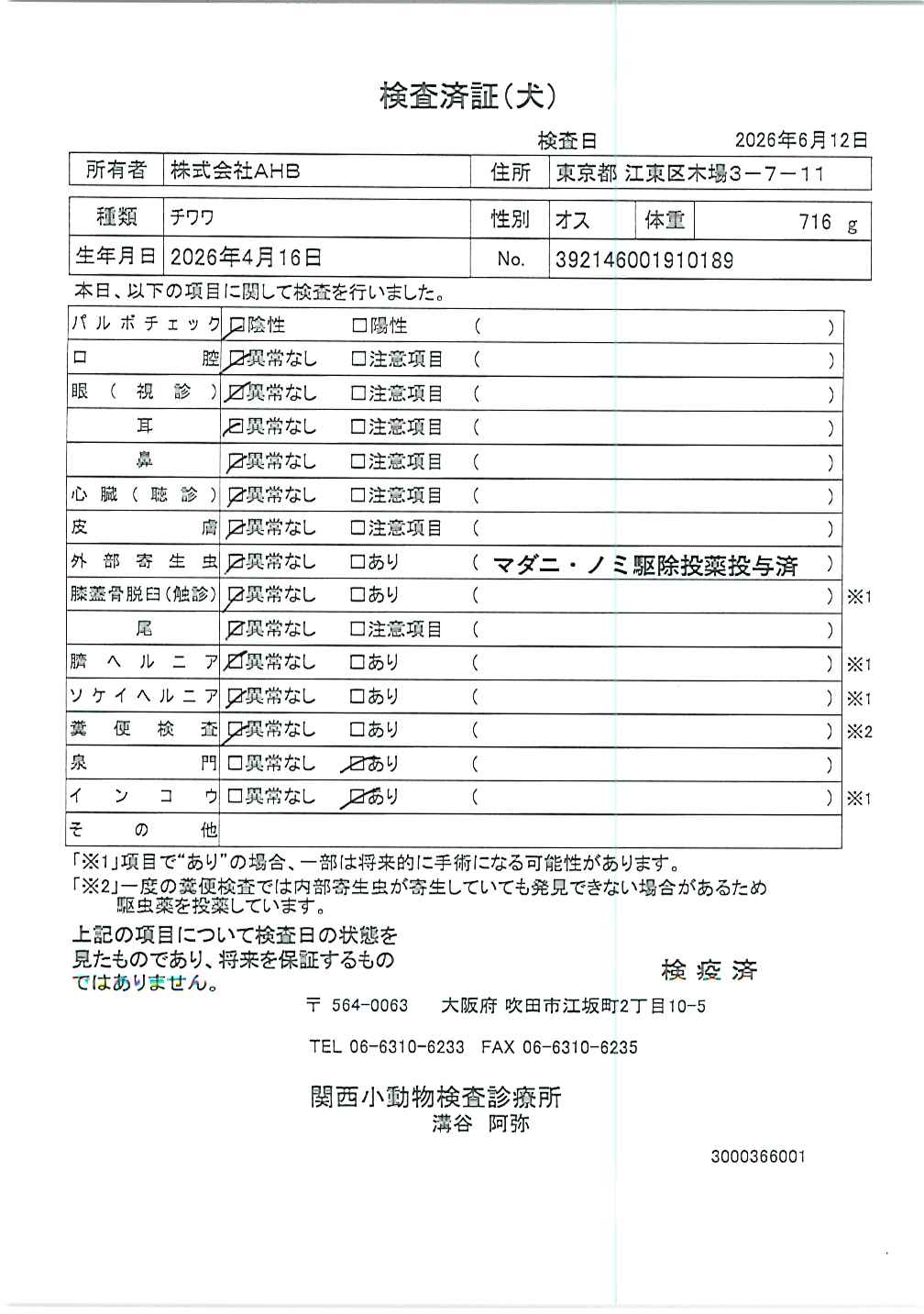 チワワ