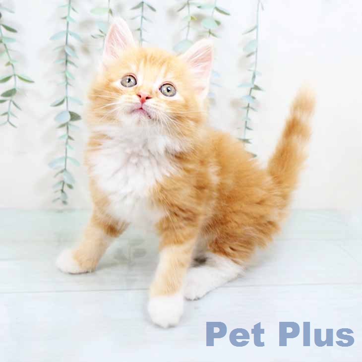 ノルウェージャンフォレストキャット