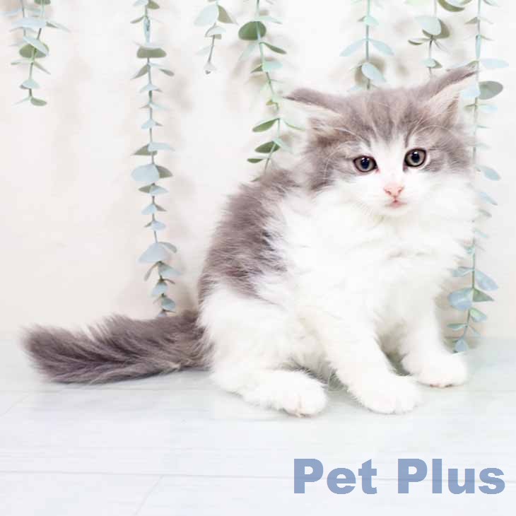 奈良県のノルウェージャンフォレストキャット (ペットプラス 大和郡山店/2026年4月17日生まれ/女の子/ブルータビーホワイト)の子猫の1枚目の画像