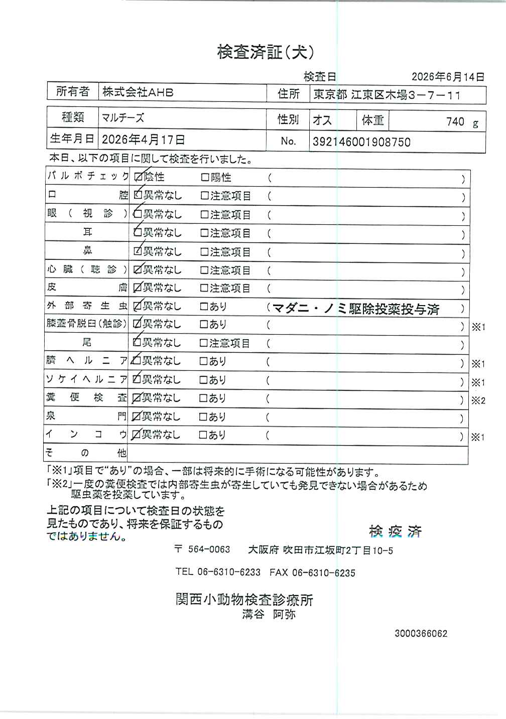 マルチーズ