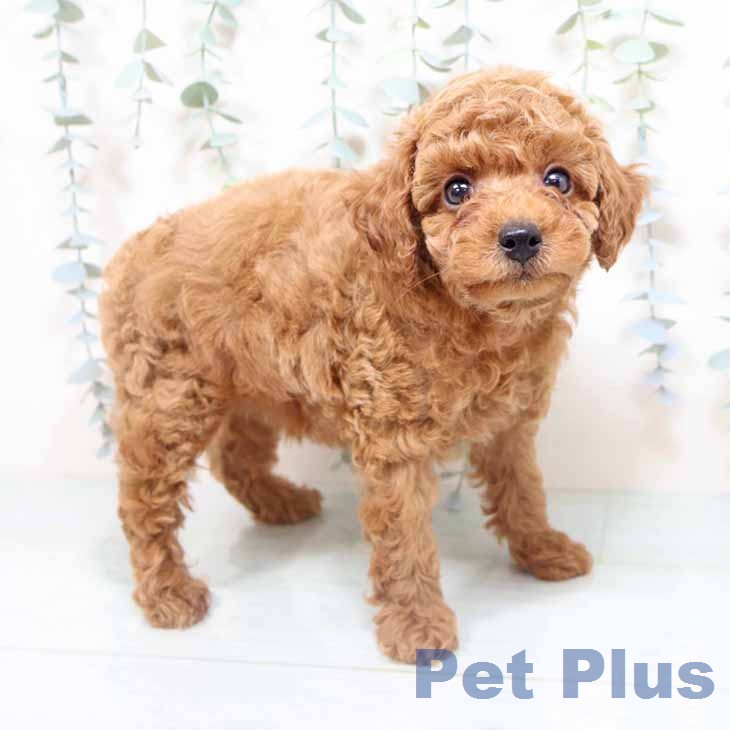 京都府のトイプードル(トイ) (ペットプラス 久御山店/2026年4月16日生まれ/男の子/レッド)の子犬の2枚目の画像