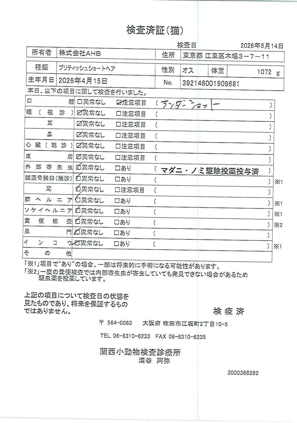 ブリティッシュショートヘア
