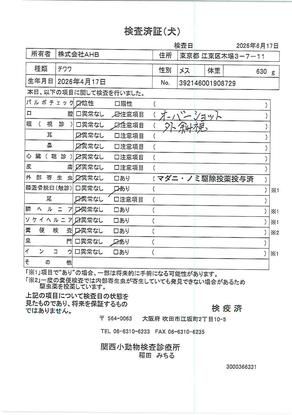 チワワ