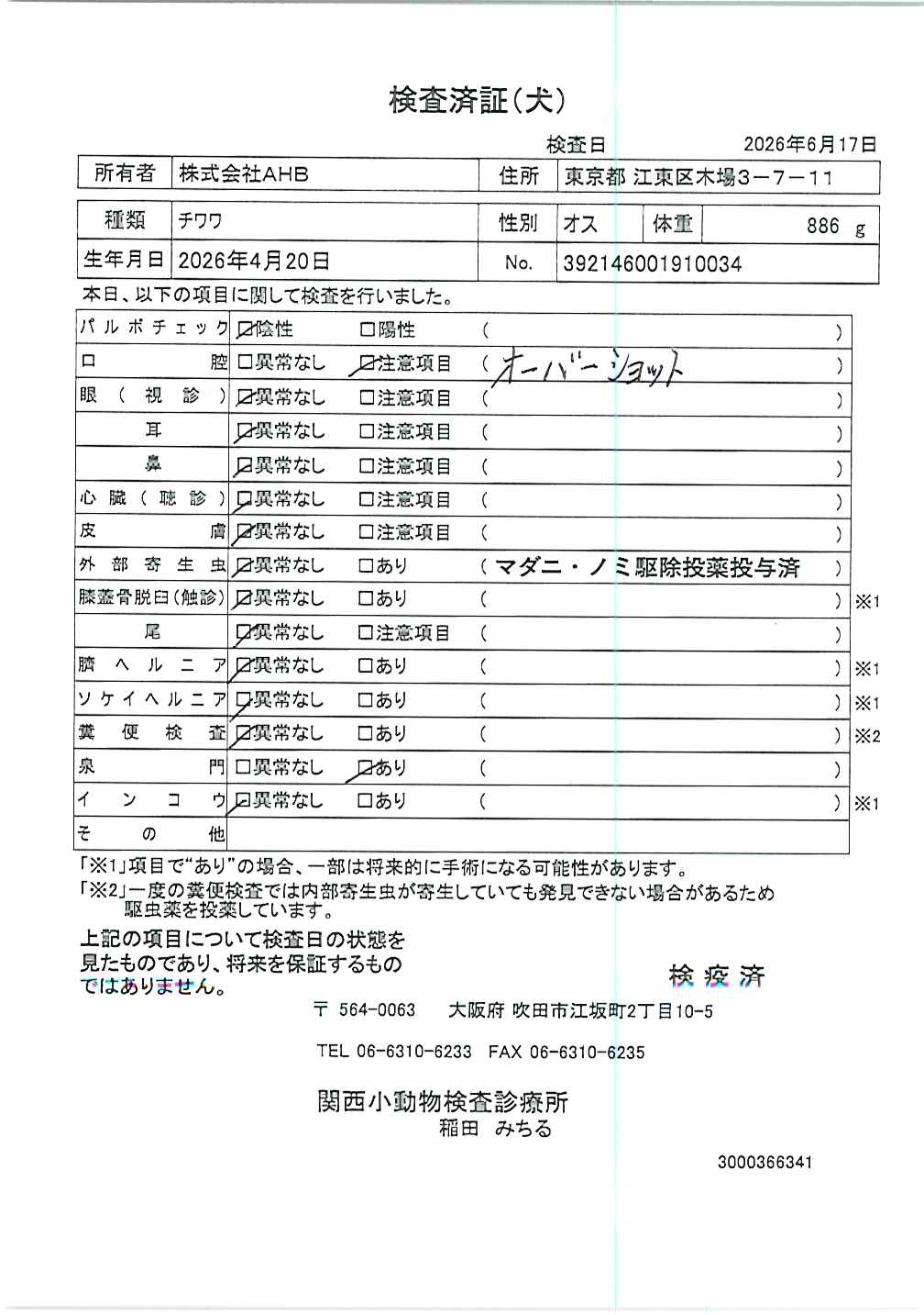 チワワ