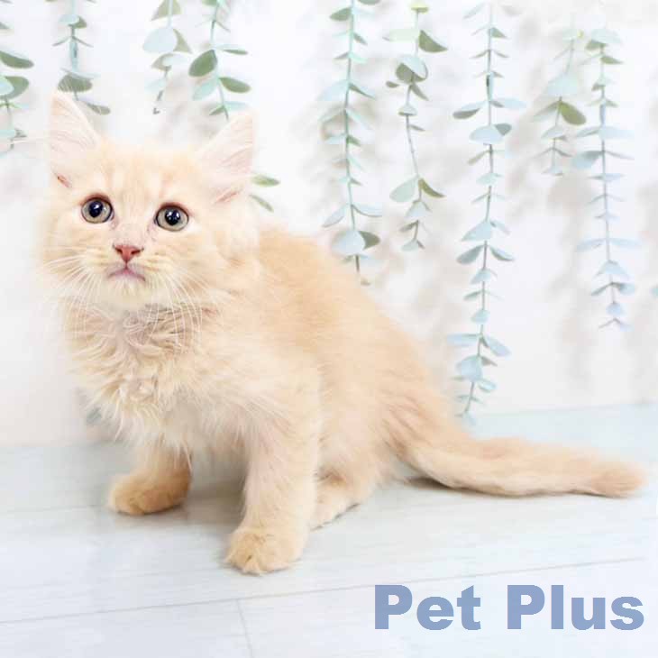 京都府のラガマフィン (ペットプラス イオンモールKYOTO店/2026年4月17日生まれ/男の子/クリームタビー)の子猫の2枚目の画像