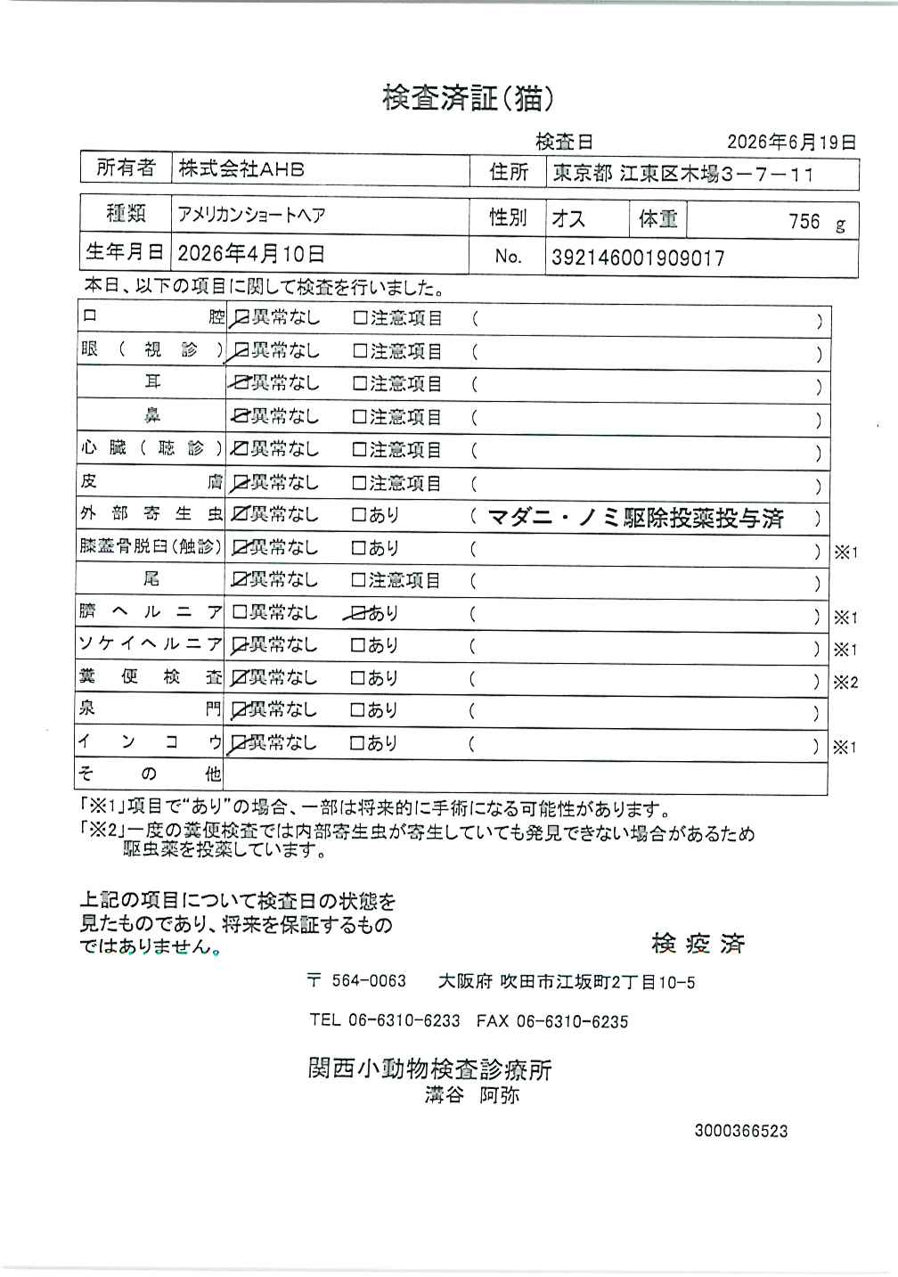 アメリカンショートヘア