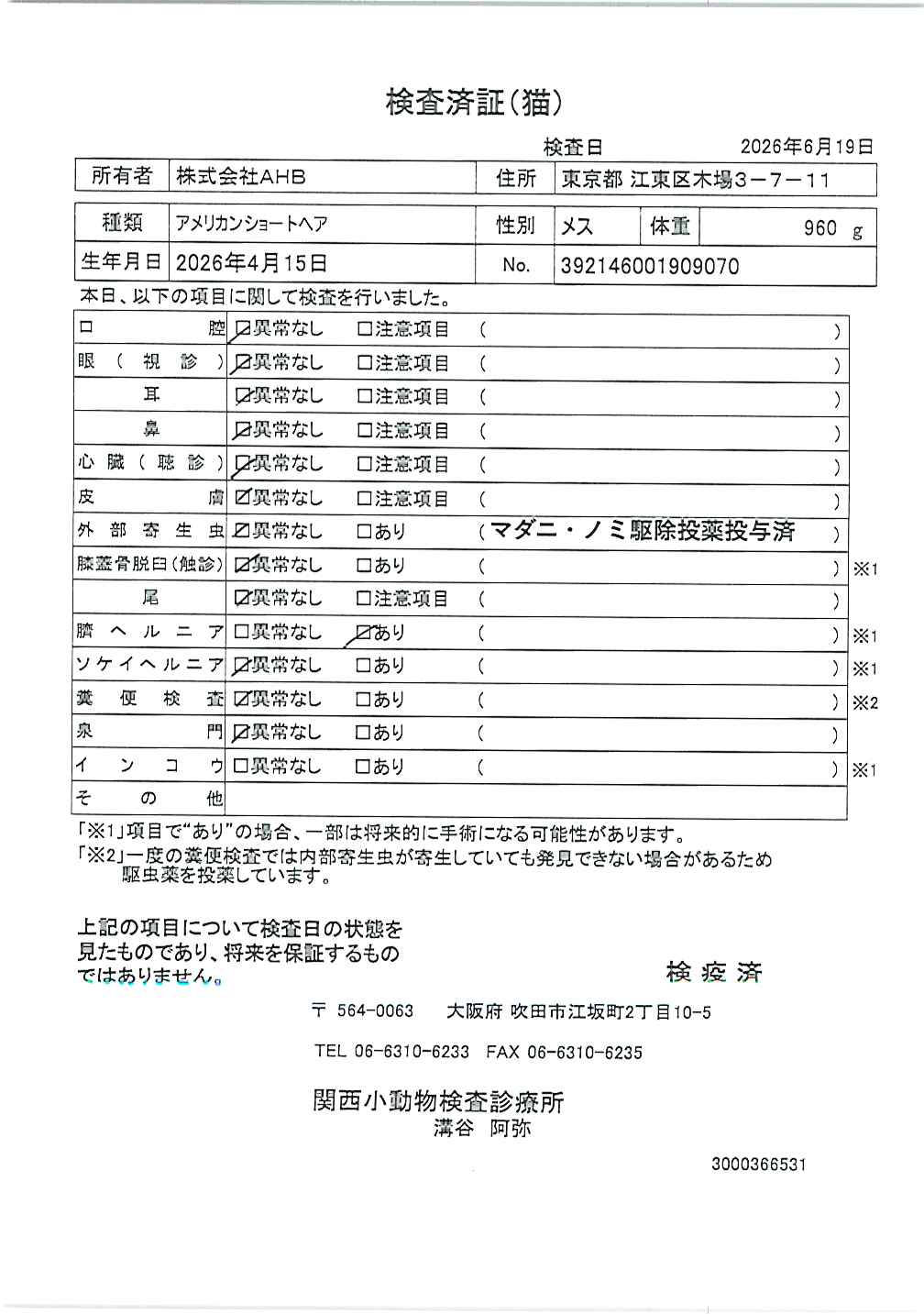 アメリカンショートヘア