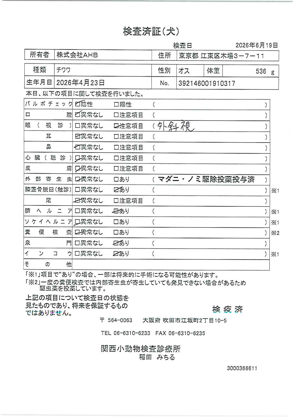 チワワ