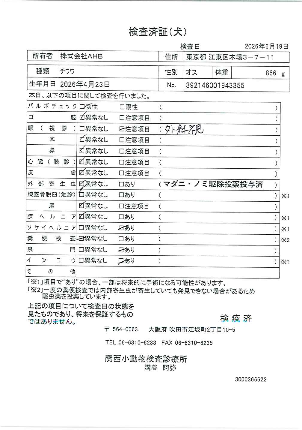 チワワ