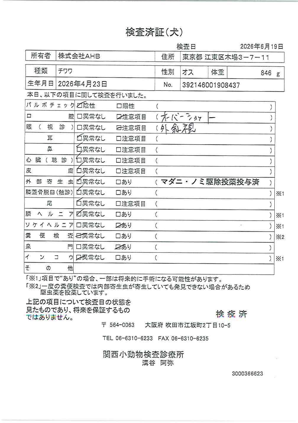 チワワ
