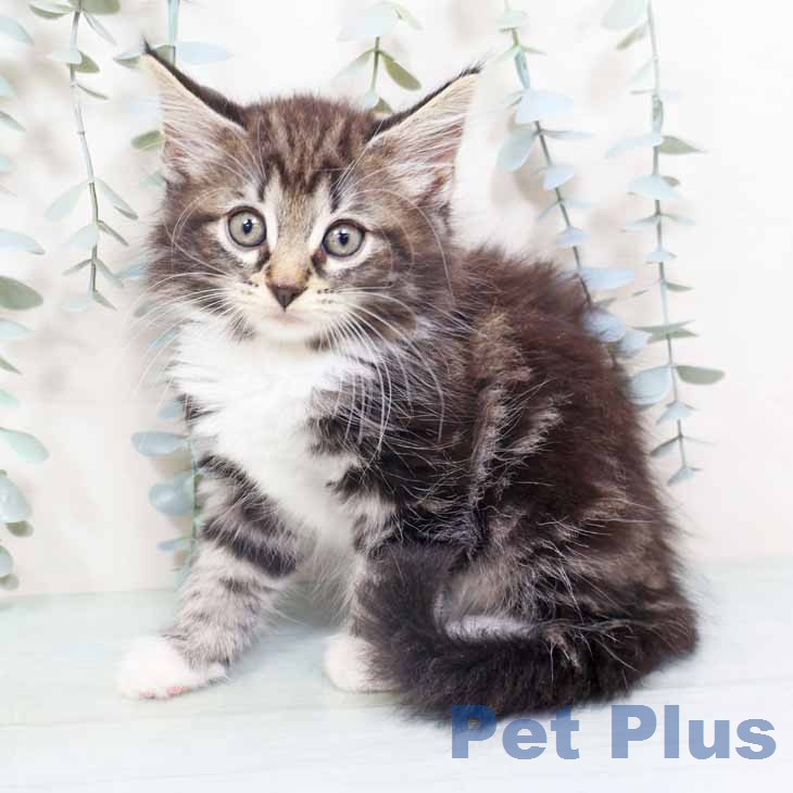 ノルウェージャンフォレストキャット