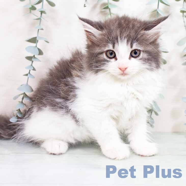ノルウェージャンフォレストキャット