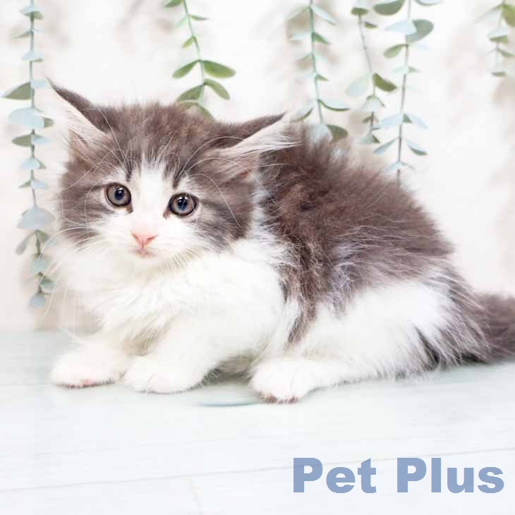 ノルウェージャンフォレストキャット