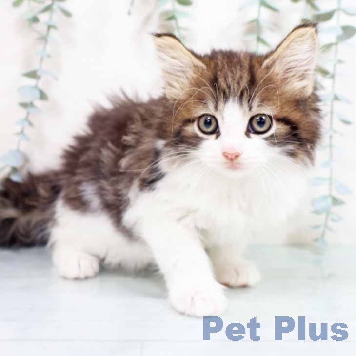 ノルウェージャンフォレストキャット