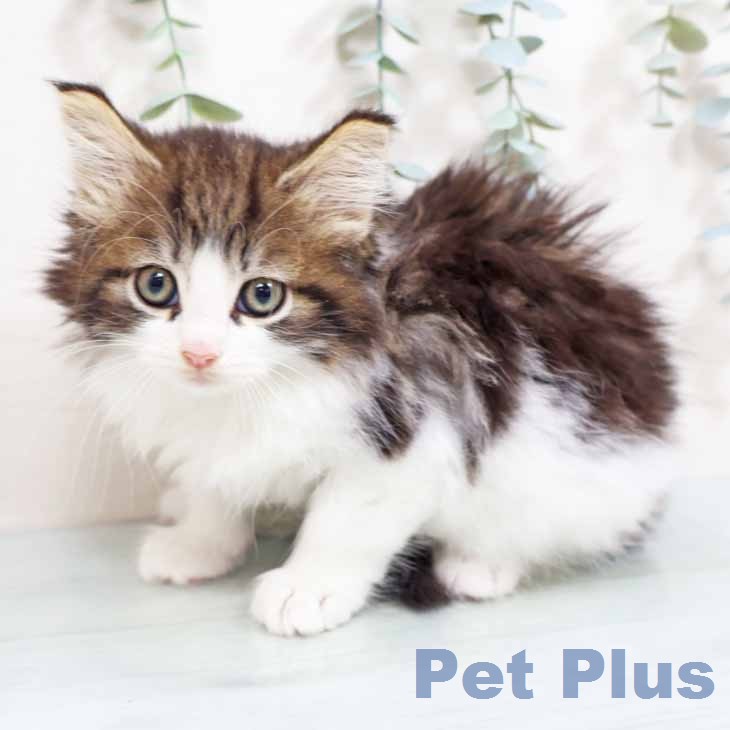 ノルウェージャンフォレストキャット