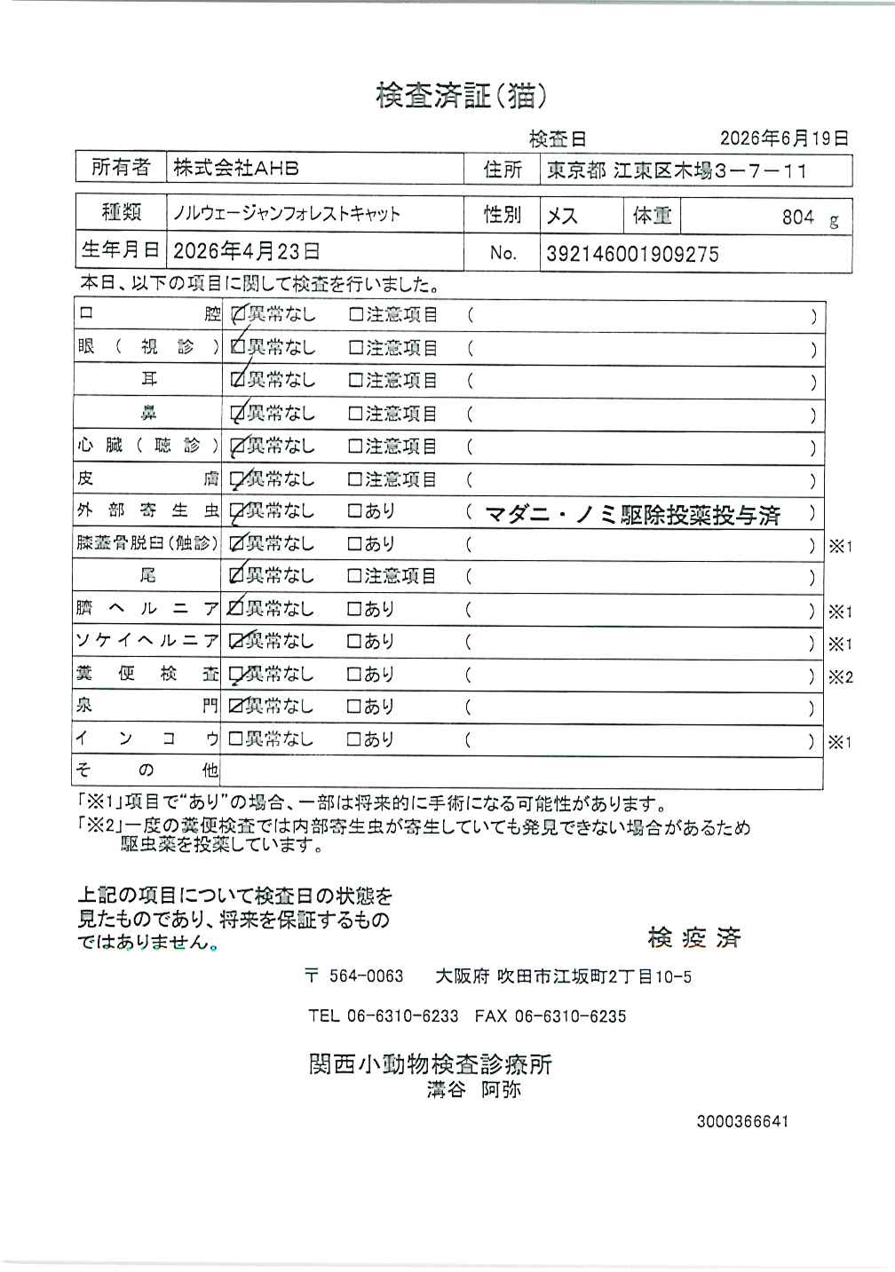 ノルウェージャンフォレストキャット