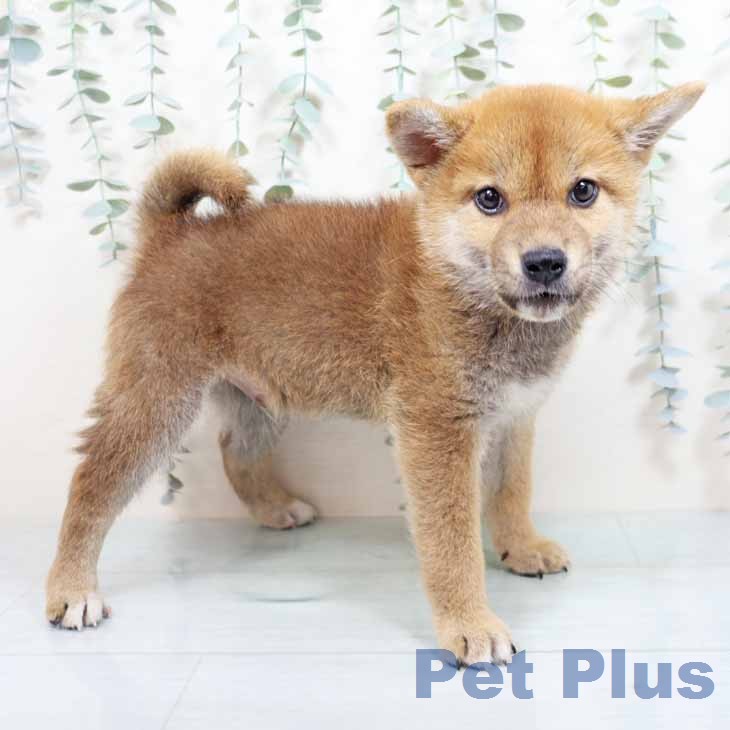 新潟県の柴犬(標準サイズ) (ペットプラス 新潟南店/2026年4月22日生まれ/男の子/赤)の子犬
