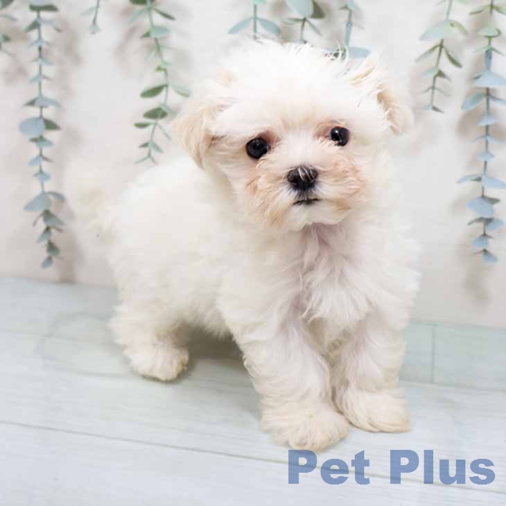 大阪府のマルチーズ (ペットプラス 四條畷店/2026年4月14日生まれ/男の子/ホワイト)の子犬