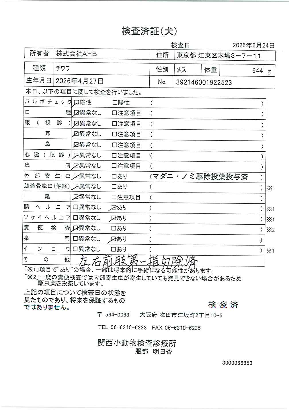 チワワ
