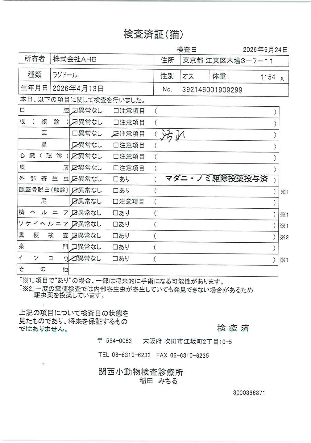 ラグドール