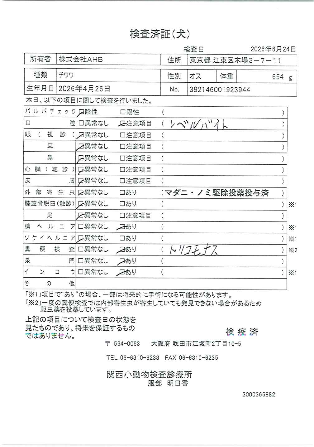 チワワ