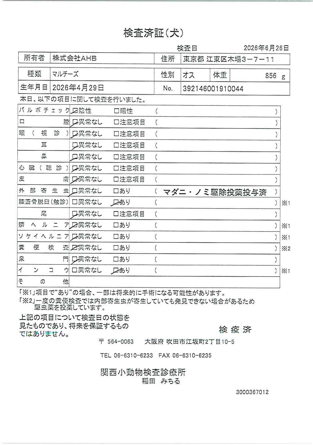 マルチーズ