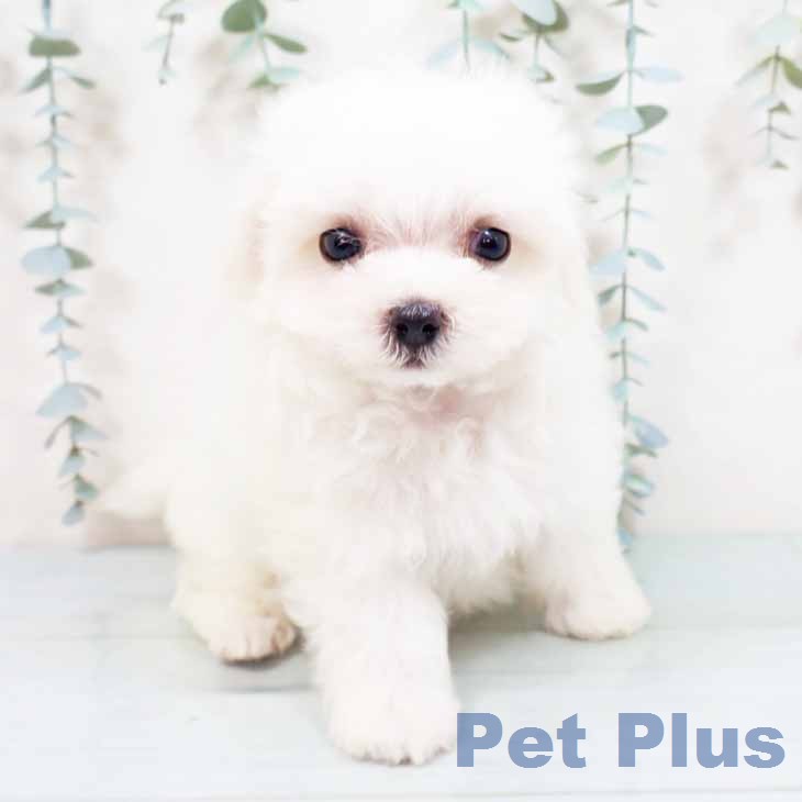 京都府のマルチーズ (ペットプラス 京都桂川店/2026年4月29日生まれ/男の子/ホワイト)の子犬