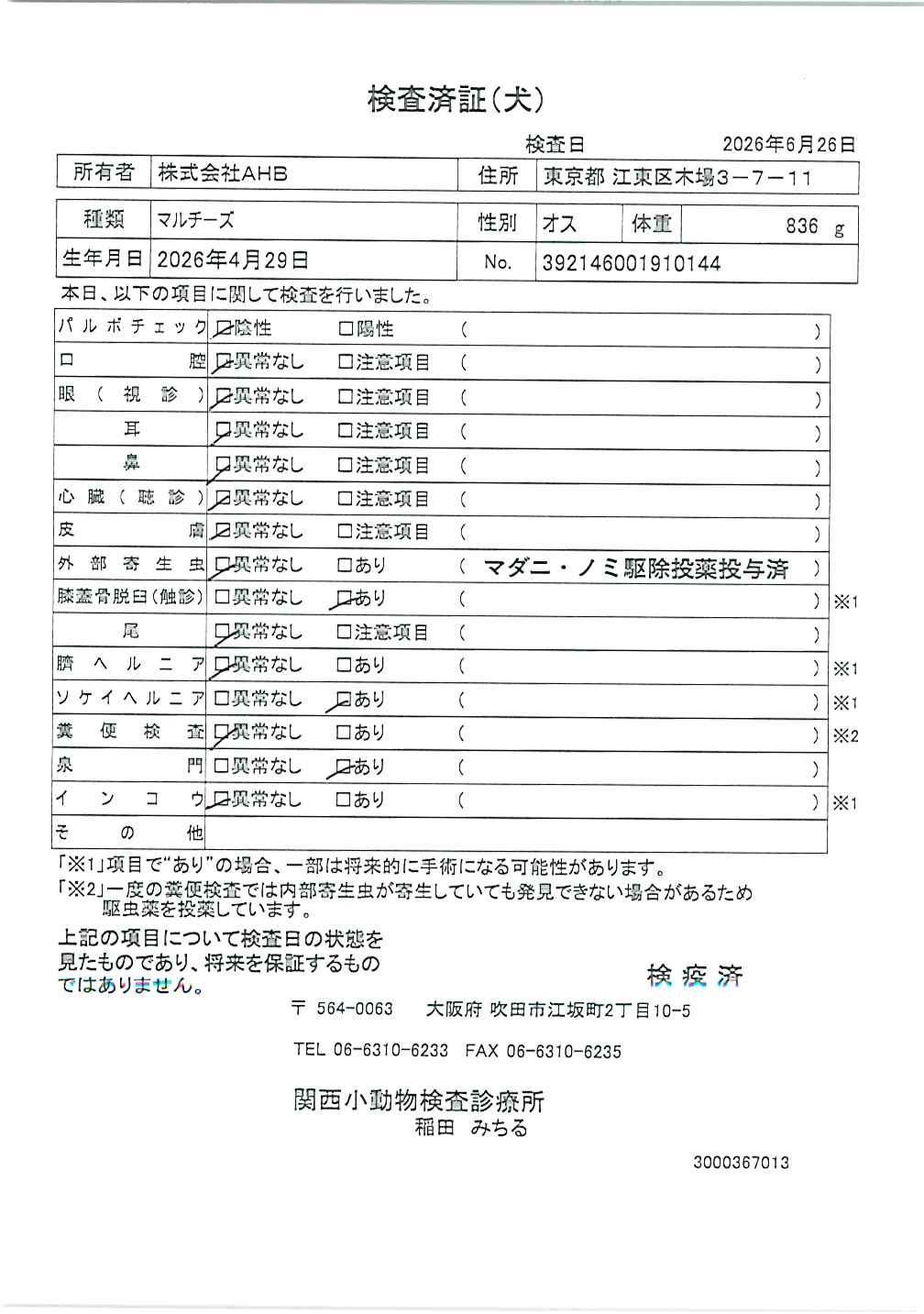マルチーズ