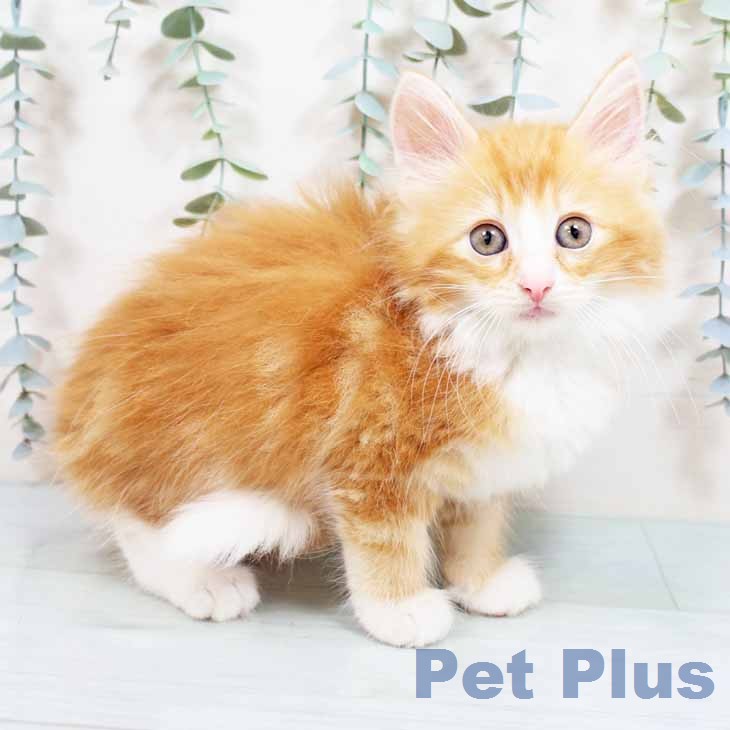 ノルウェージャンフォレストキャット