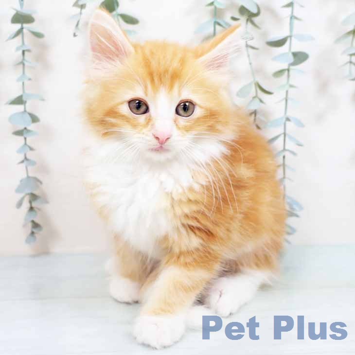 ノルウェージャンフォレストキャットの写真2