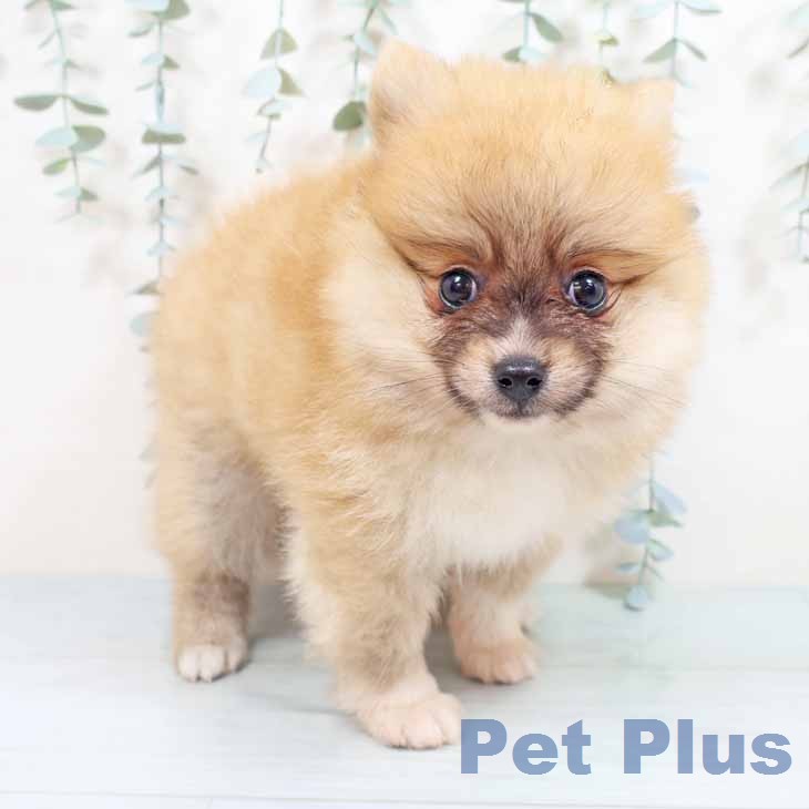 京都府のポメラニアン (ペットプラス イオンモールKYOTO店/2026年4月30日生まれ/男の子/オレンジ)の子犬の1枚目の画像