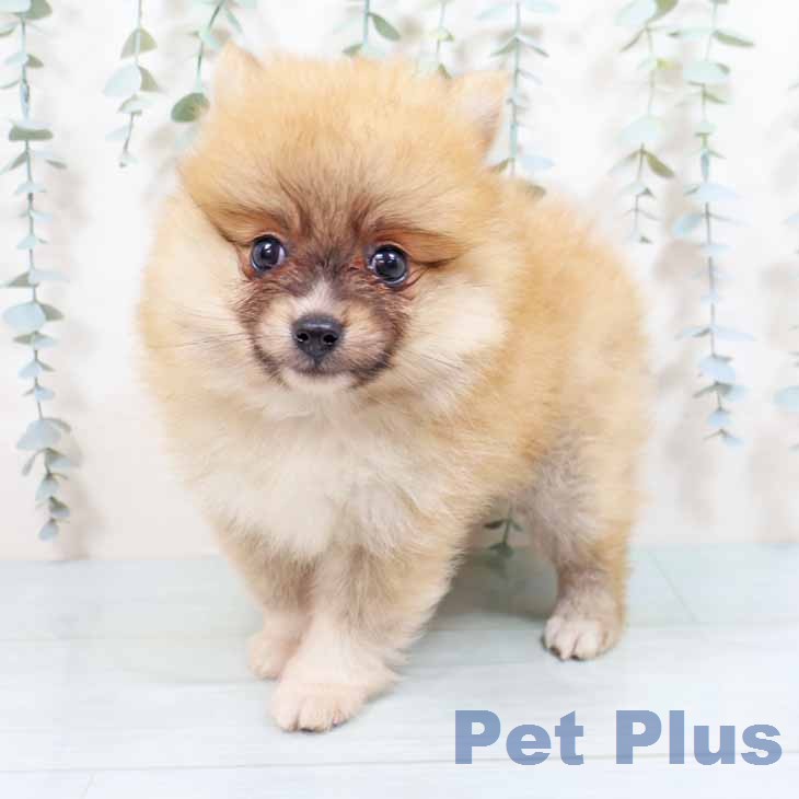 京都府のポメラニアン (ペットプラス イオンモールKYOTO店/2026年4月30日生まれ/男の子/オレンジ)の子犬の2枚目の画像
