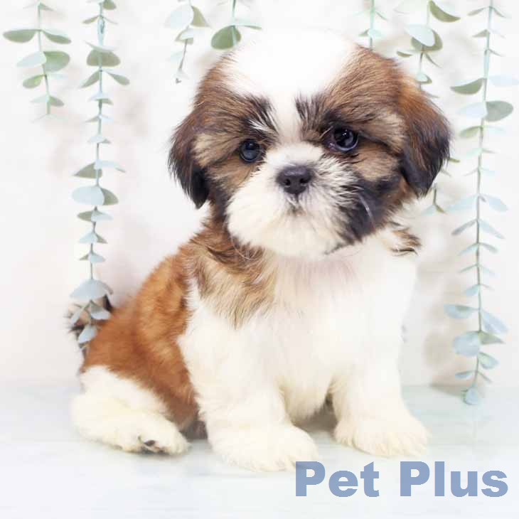 大阪府のシーズー (ペットプラス イオン大日店/2026年4月16日生まれ/女の子/ゴールドホワイト)の子犬の2枚目の画像