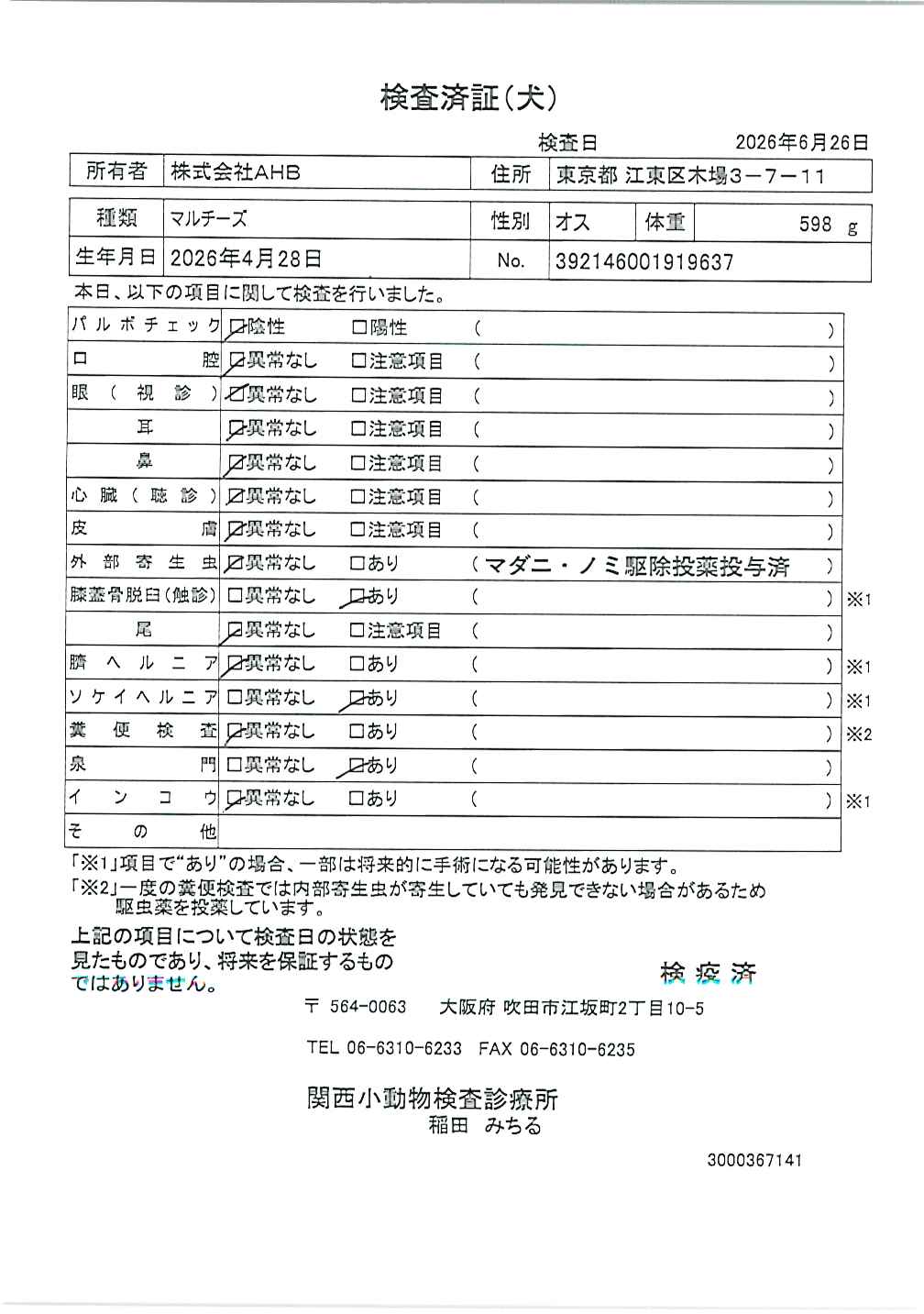 マルチーズ