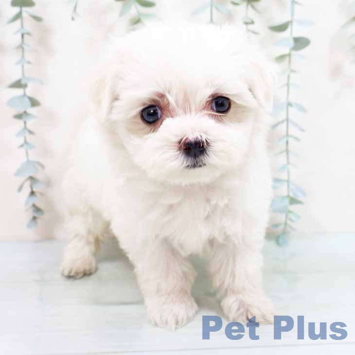 京都府のマルチーズ (ペットプラス イオンモールKYOTO店/2026年4月28日生まれ/女の子/ホワイト)の子犬