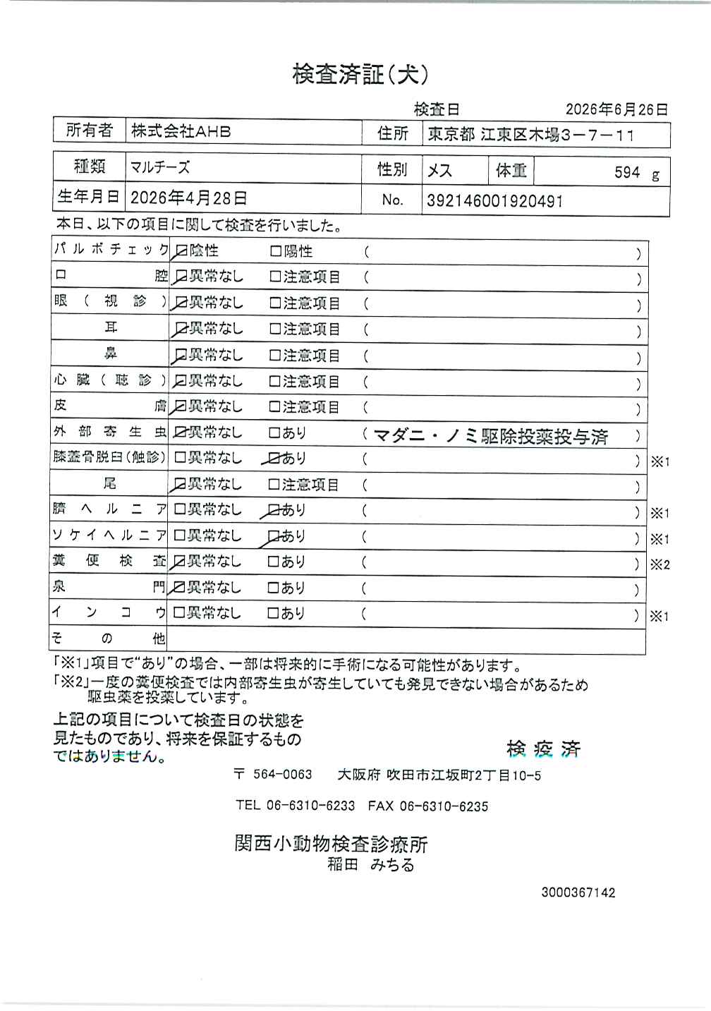 マルチーズ