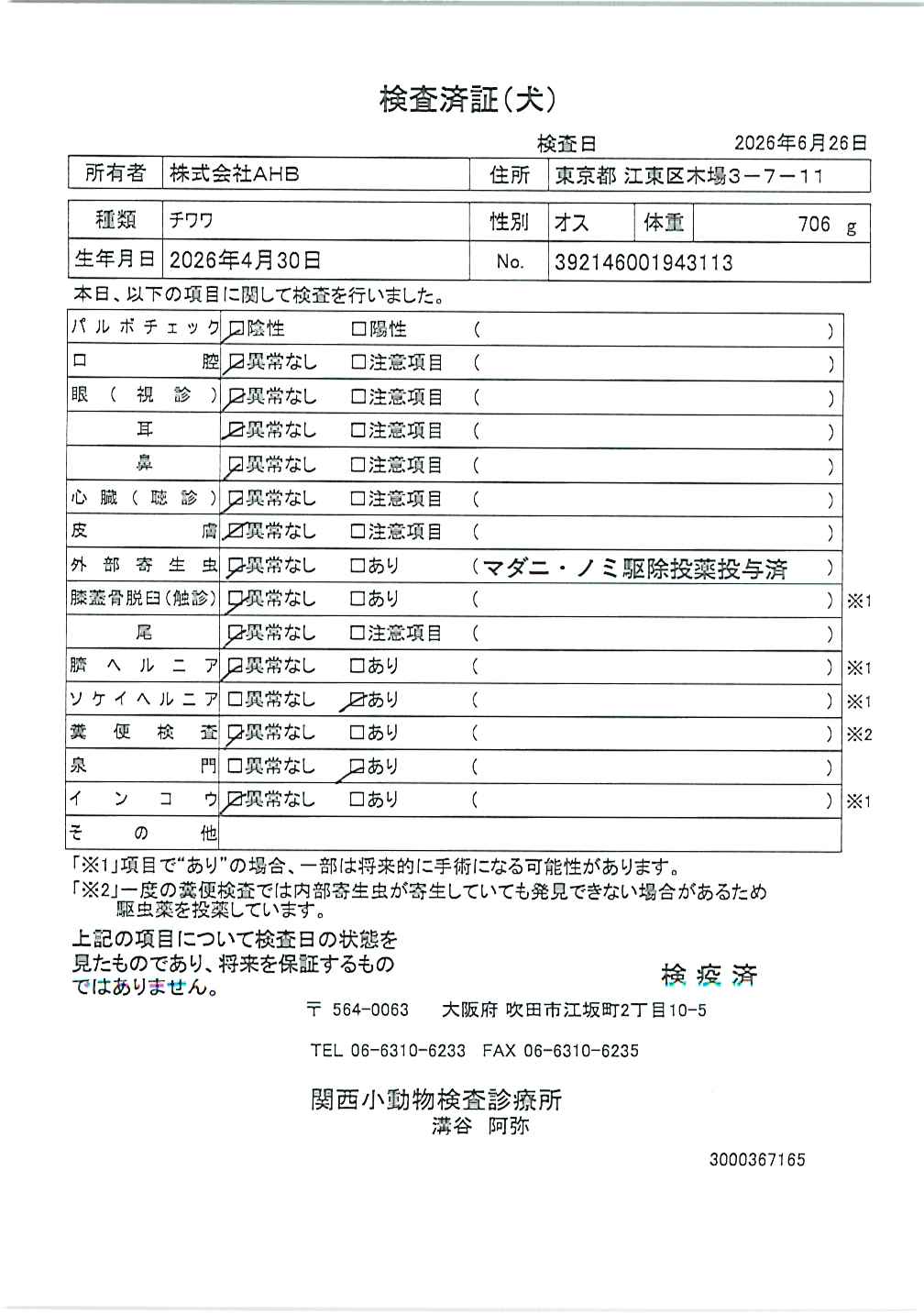 チワワ