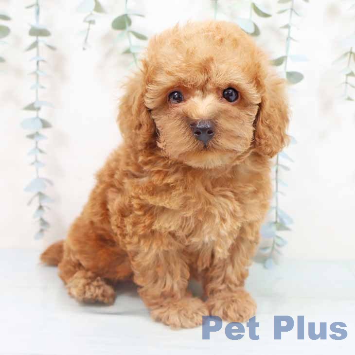 大阪府のトイプードル(トイ) (ペットプラス イオン大日店/2026年4月30日生まれ/男の子/レッド)の子犬の2枚目の画像