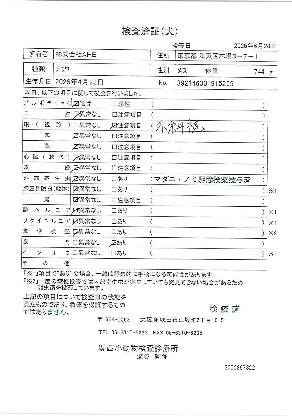 チワワ