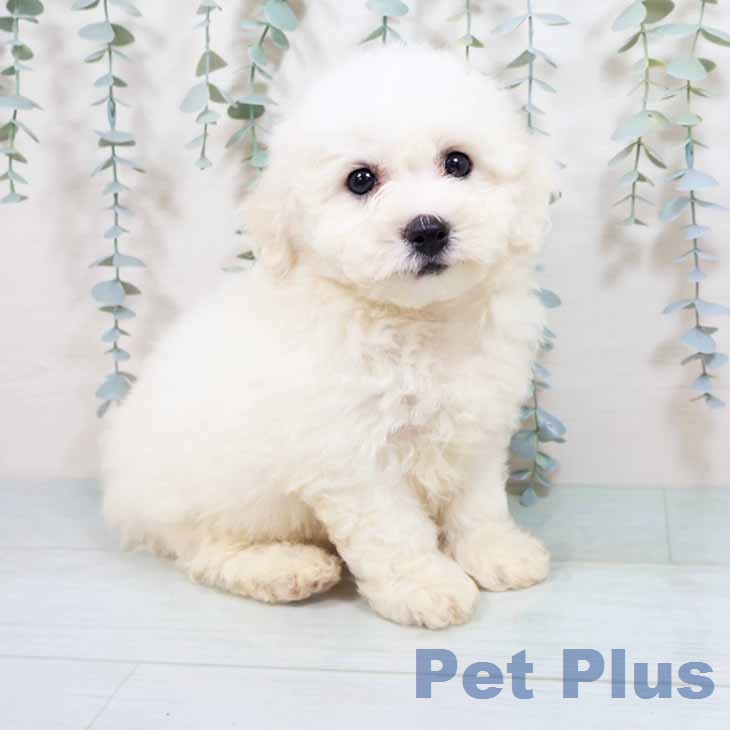 京都府のビションフリーゼ (ペットプラス 久御山店/2026年5月1日生まれ/男の子/ホワイト)の子犬の1枚目の画像