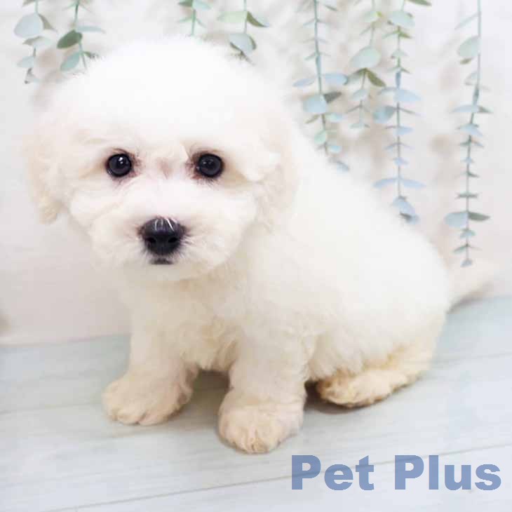 京都府のビションフリーゼ (ペットプラス 久御山店/2026年5月1日生まれ/男の子/ホワイト)の子犬の2枚目の画像
