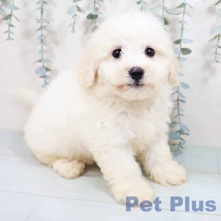 京都府のビションフリーゼ (ペットプラス 醍醐店/2026年5月1日生まれ/男の子/ホワイト)の子犬の1枚目の画像