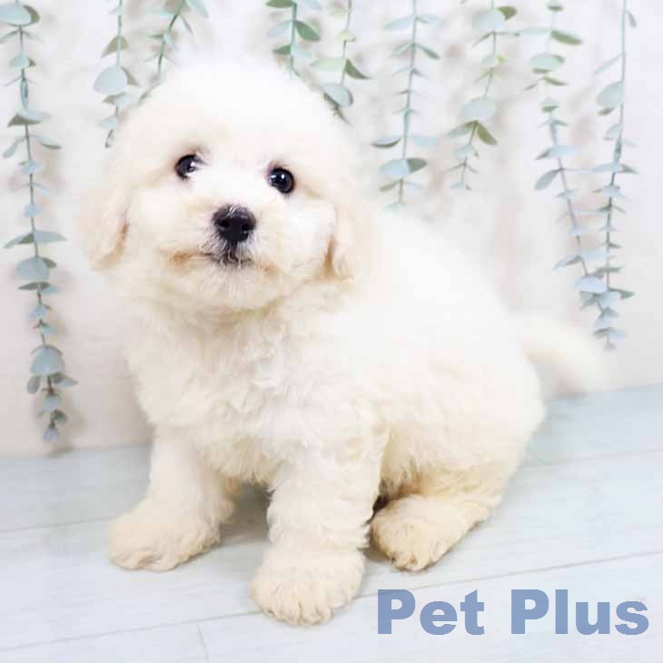 京都府のビションフリーゼ (ペットプラス 醍醐店/2026年5月1日生まれ/男の子/ホワイト)の子犬の2枚目の画像