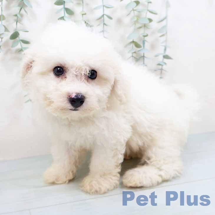大阪府のビションフリーゼ (ペットプラス 鶴見店/2026年4月30日生まれ/男の子/ホワイト)の子犬の2枚目の画像