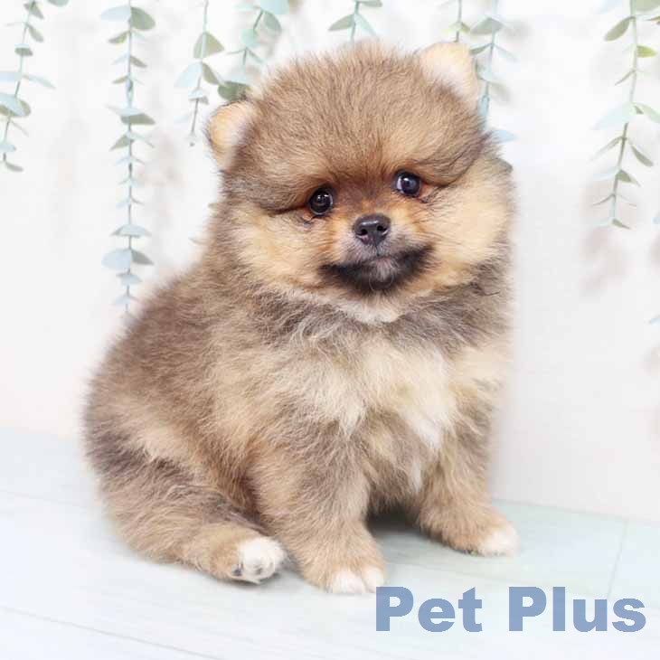 大阪府のポメラニアン (ペットプラス イオン大日店/2026年4月27日生まれ/男の子/オレンジ)の子犬