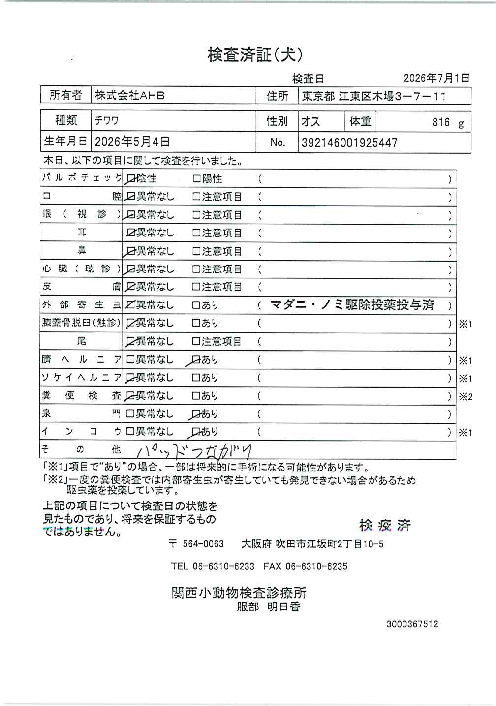 チワワ