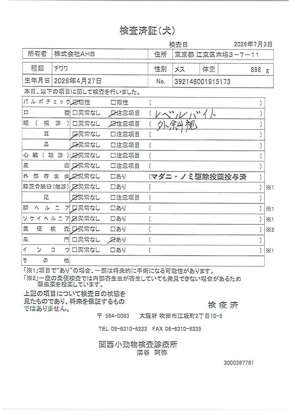 チワワ