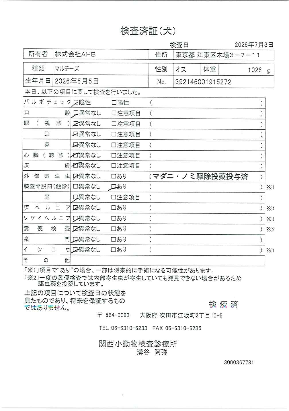 マルチーズ